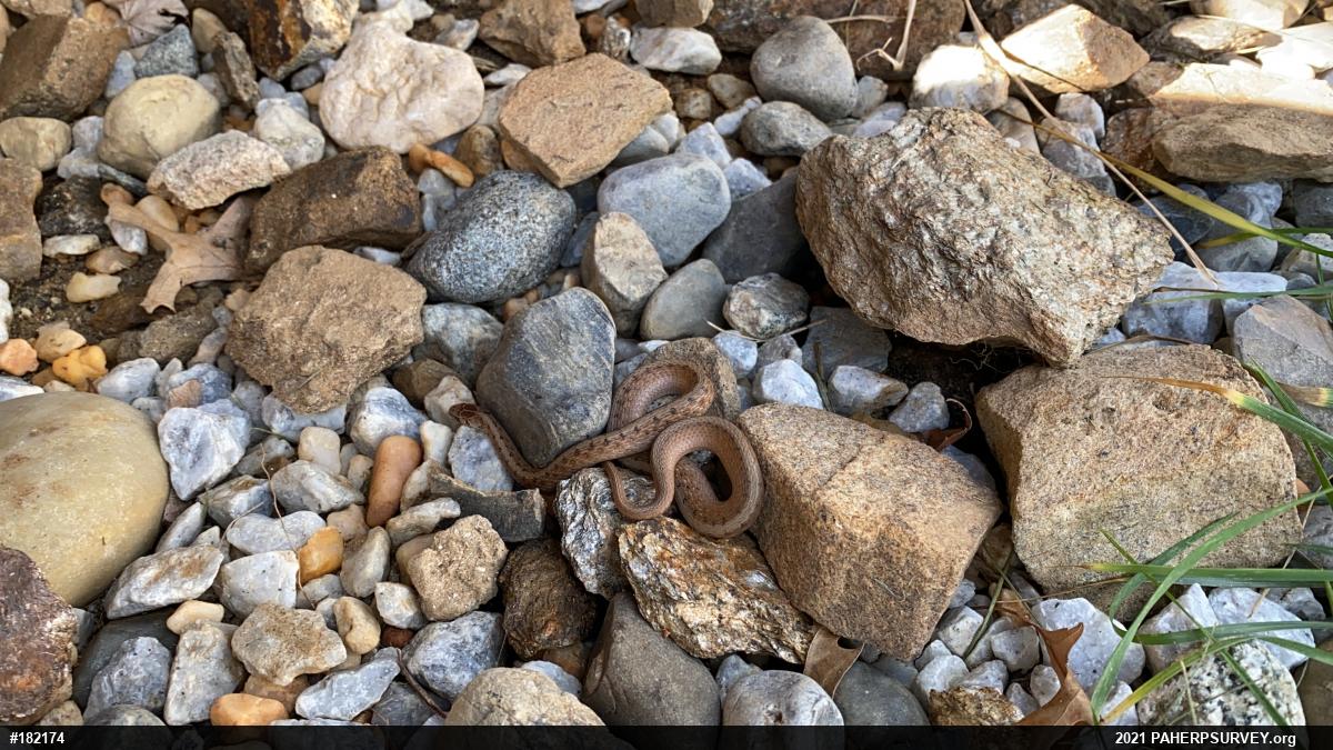 Dekay's Brownsnake