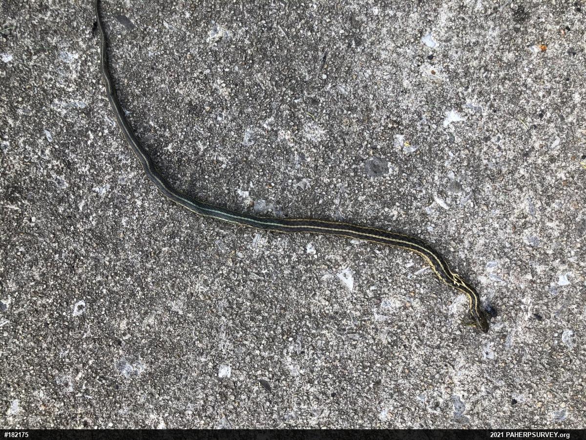 Eastern Gartersnake