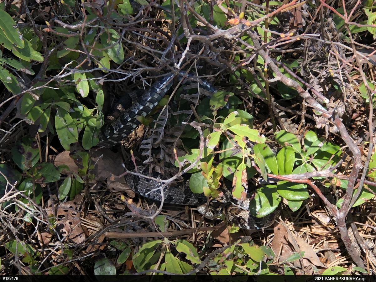 Eastern Milksnake