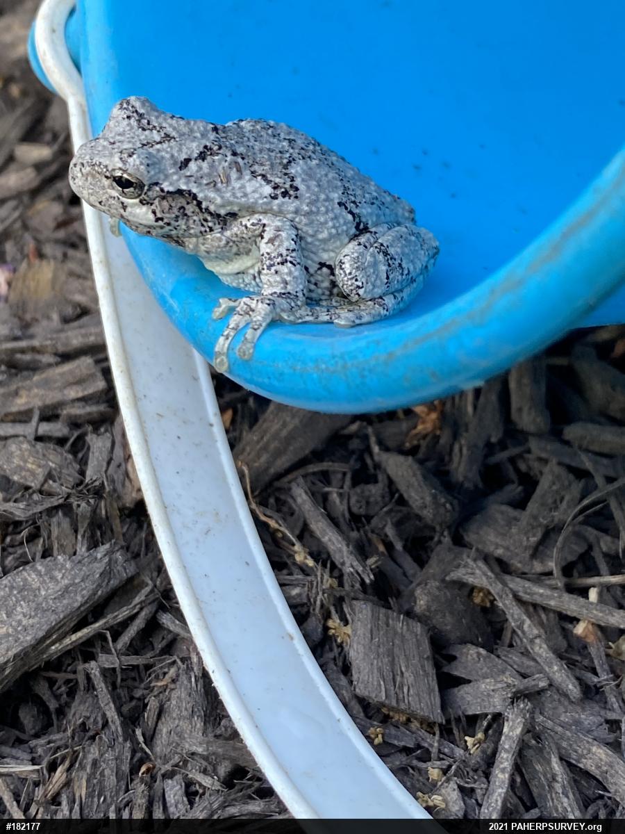 Unknown Gray Treefrog