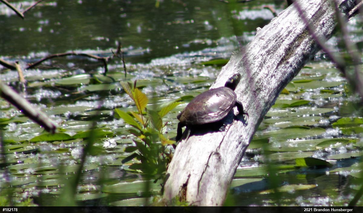 Midland Painted Turtle