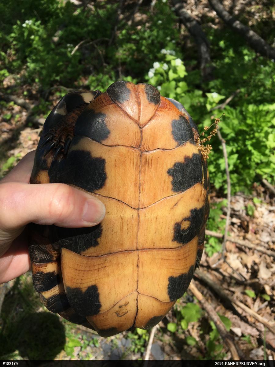 Wood Turtle