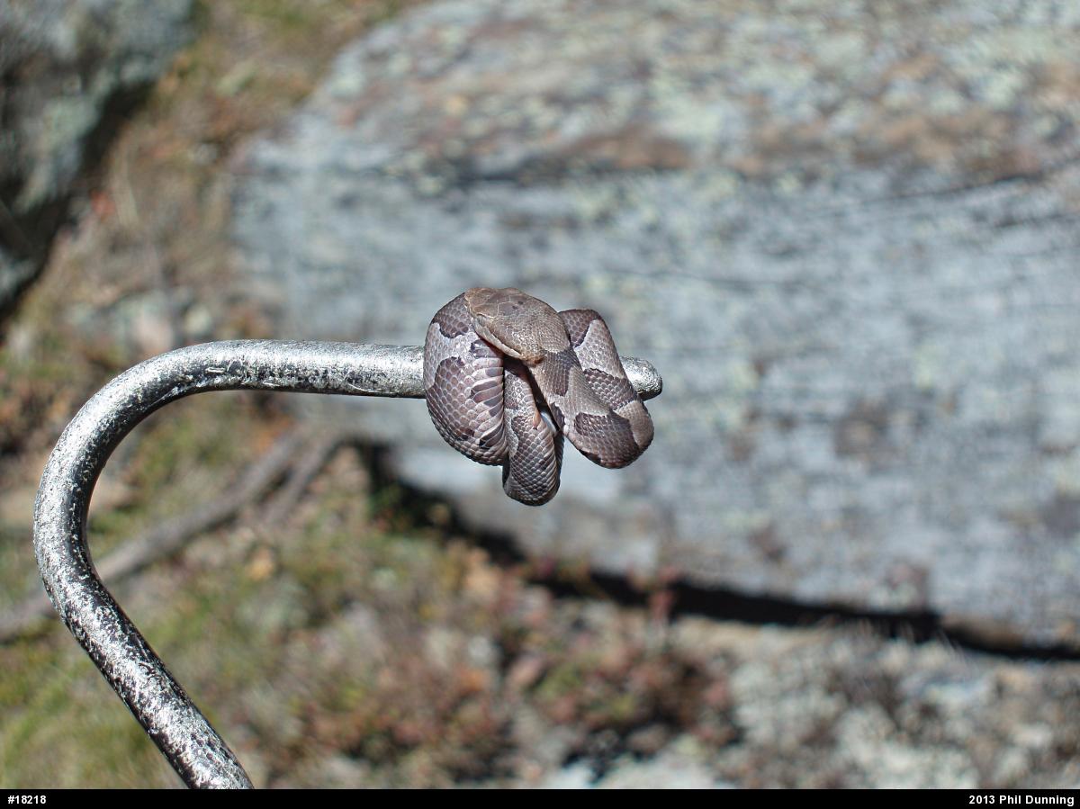Northern Copperhead