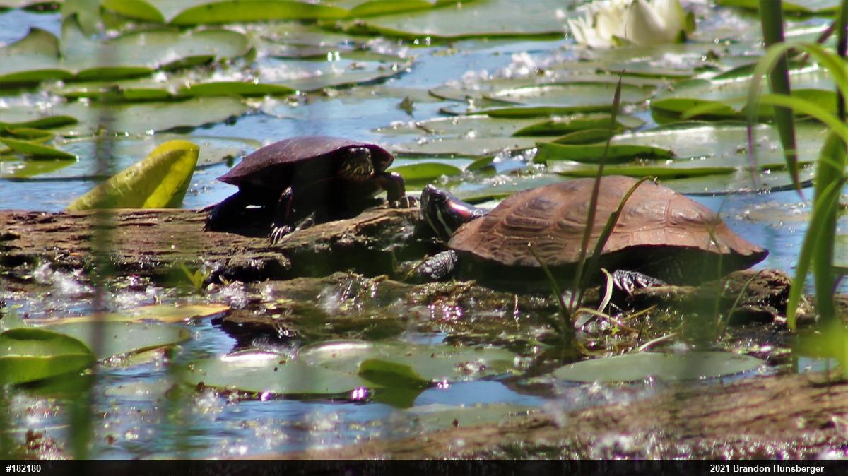 Red-eared Slider