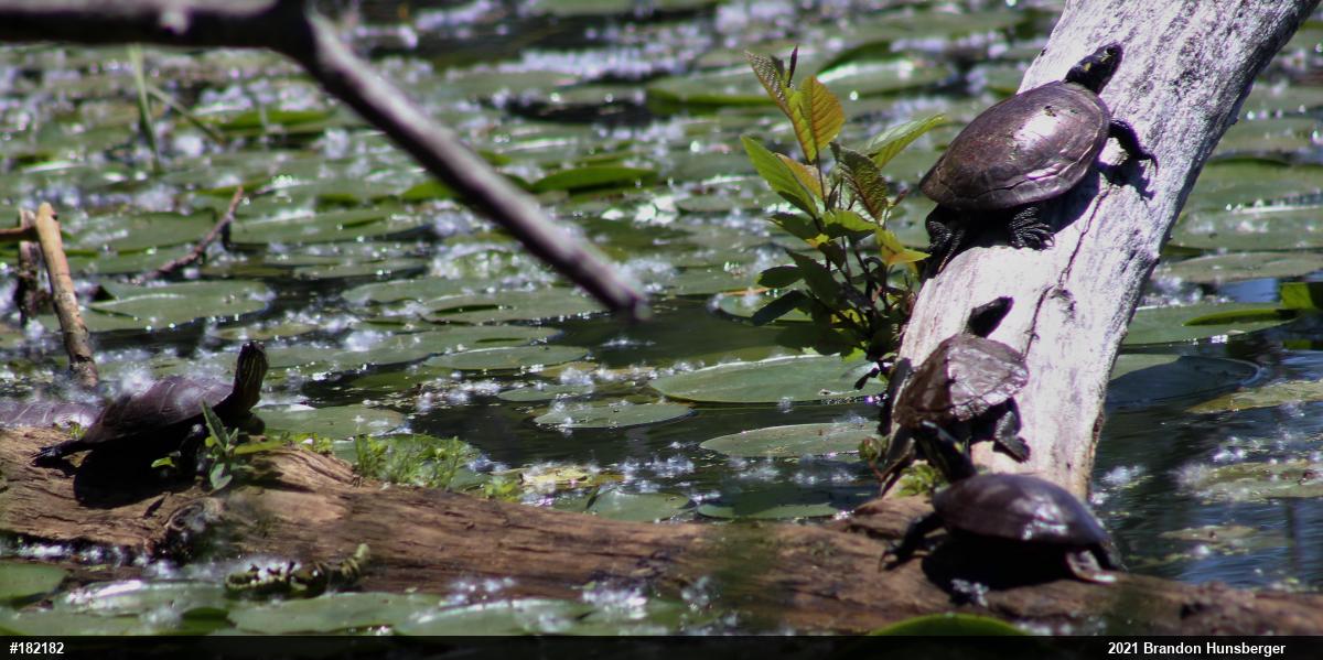 Northern Map Turtle