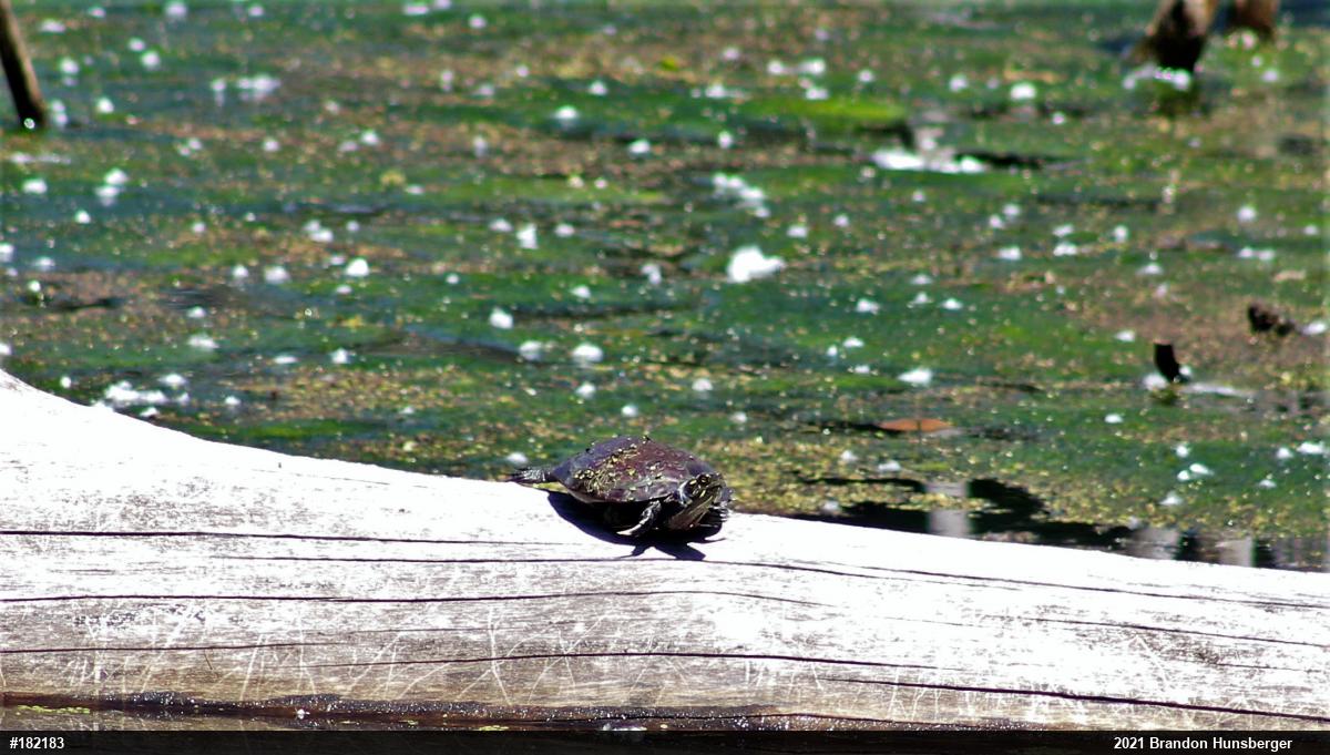 Painted Turtle