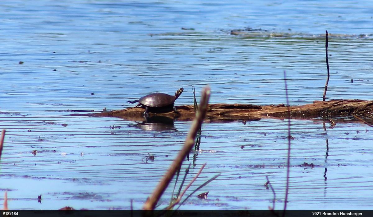 Midland Painted Turtle
