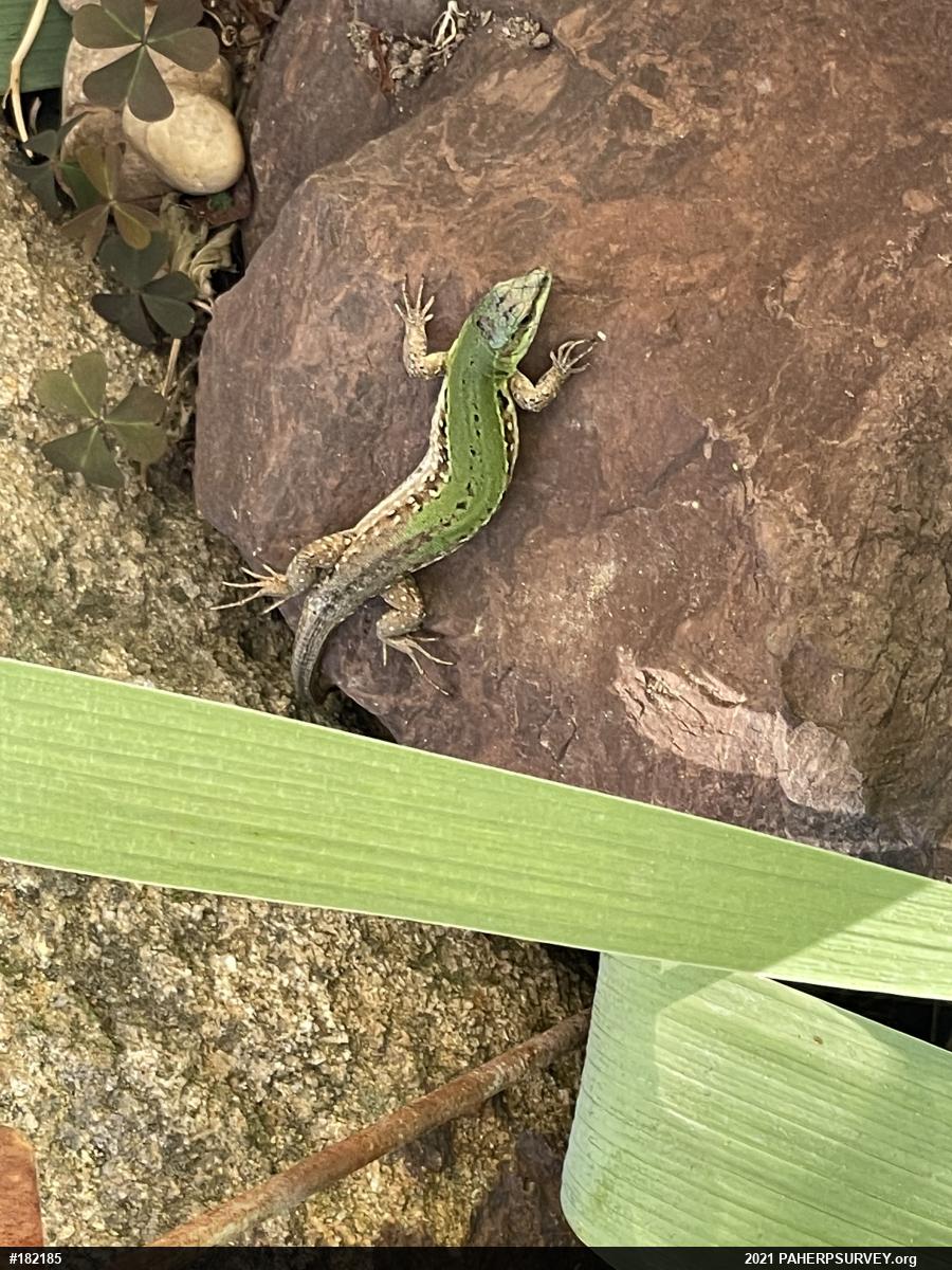 Italian Wall Lizard