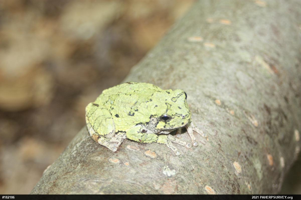 Unknown Gray Treefrog