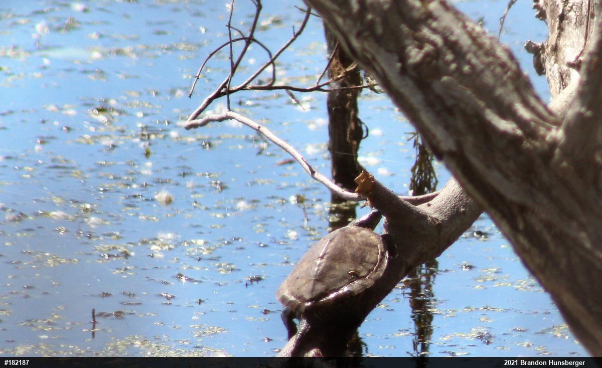 Northern Map Turtle