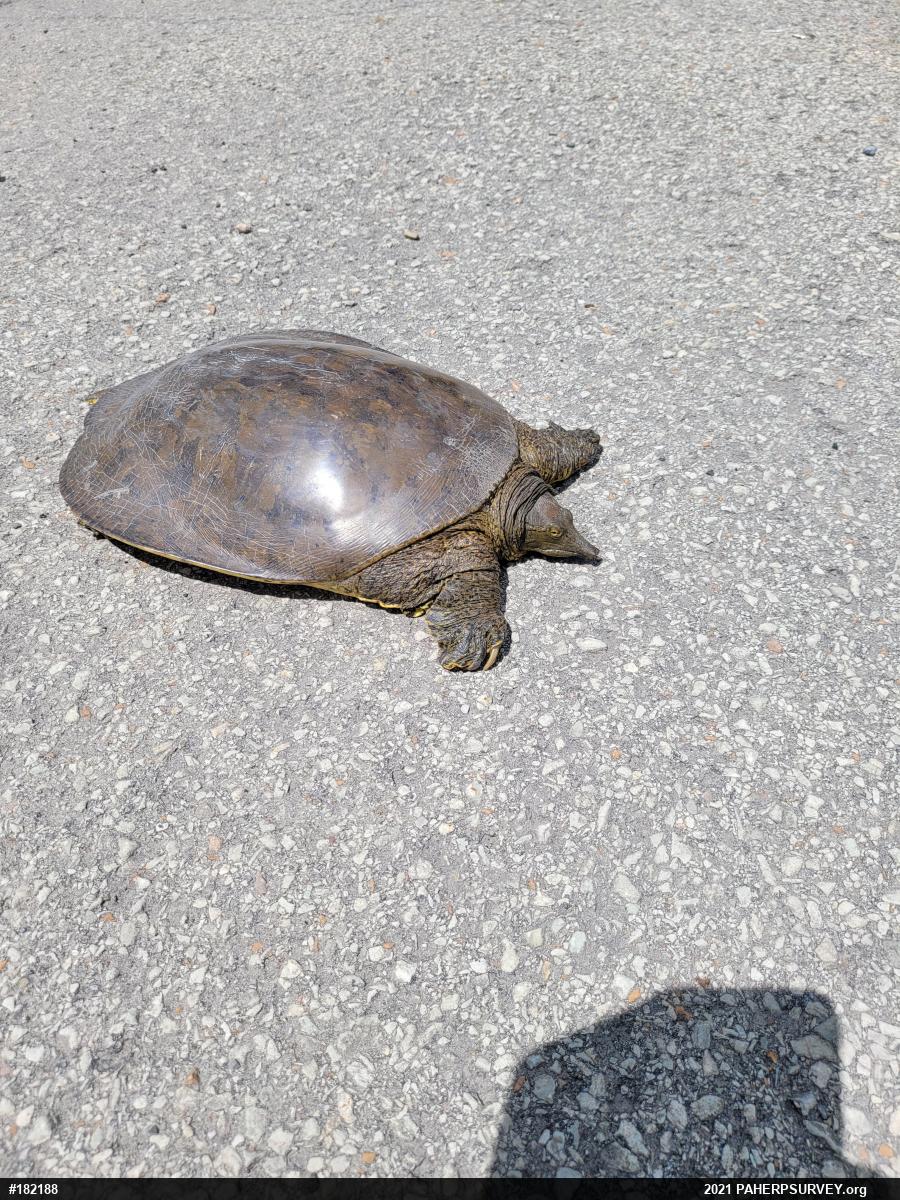Eastern Spiny Softshell