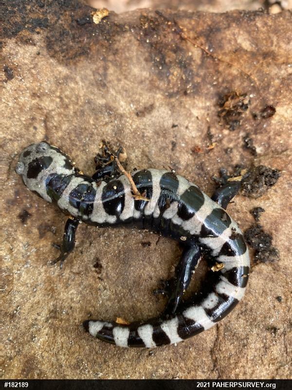 Marbled Salamander