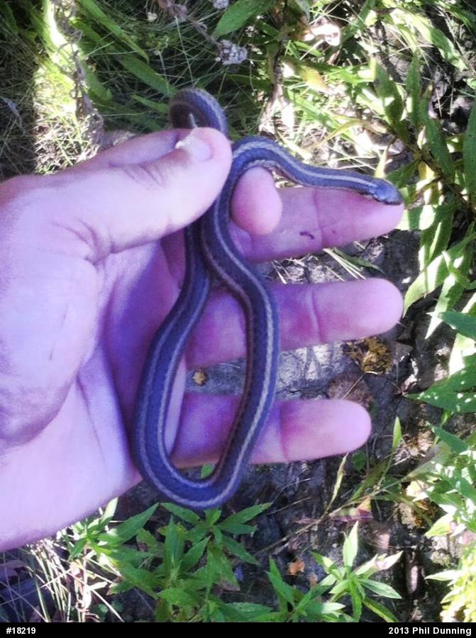 Shorthead Gartersnake