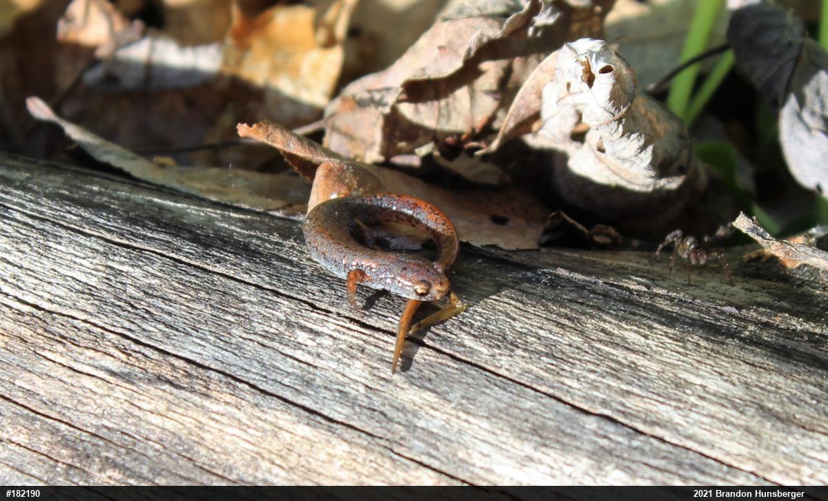 Four-toed Salamander