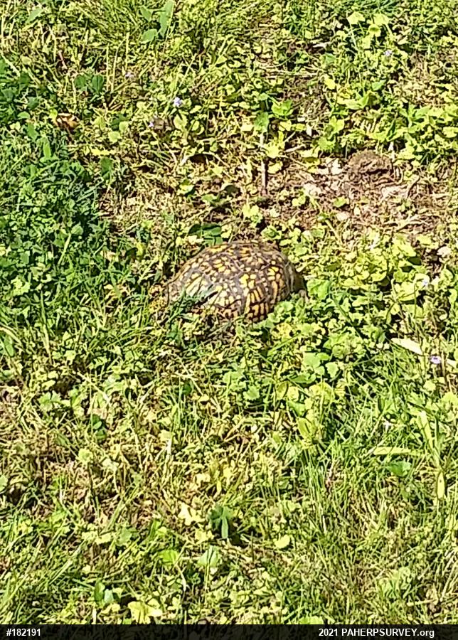 Eastern Box Turtle