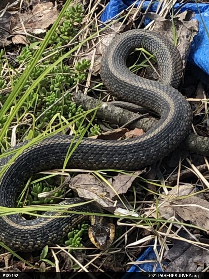 Eastern Gartersnake