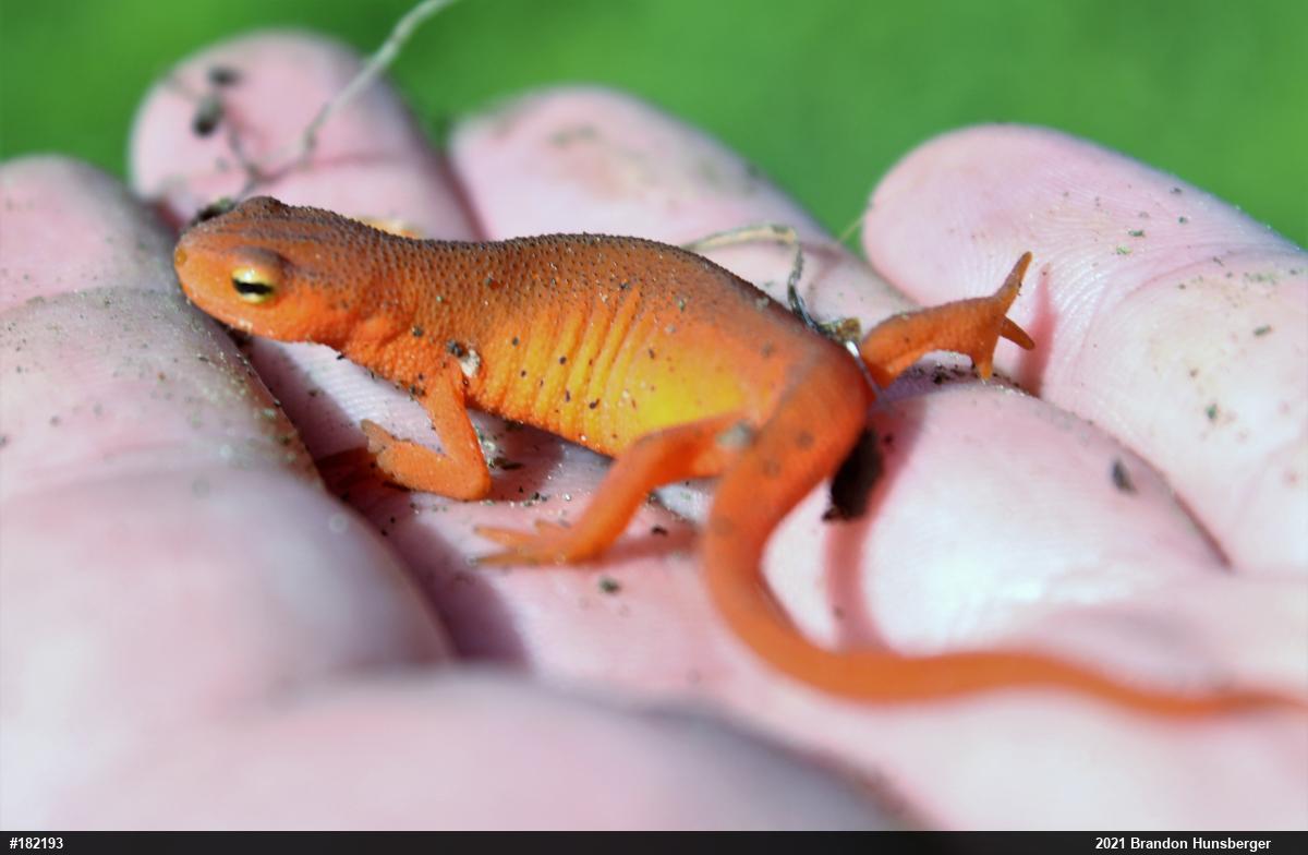 Red-spotted Newt