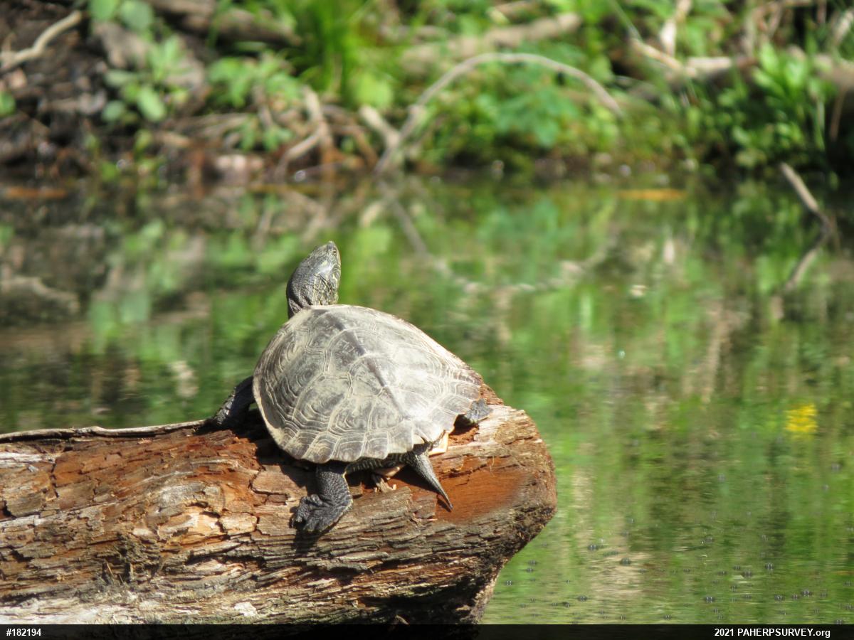 Northern Map Turtle