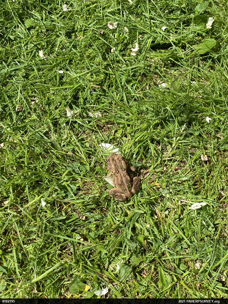 Eastern American Toad