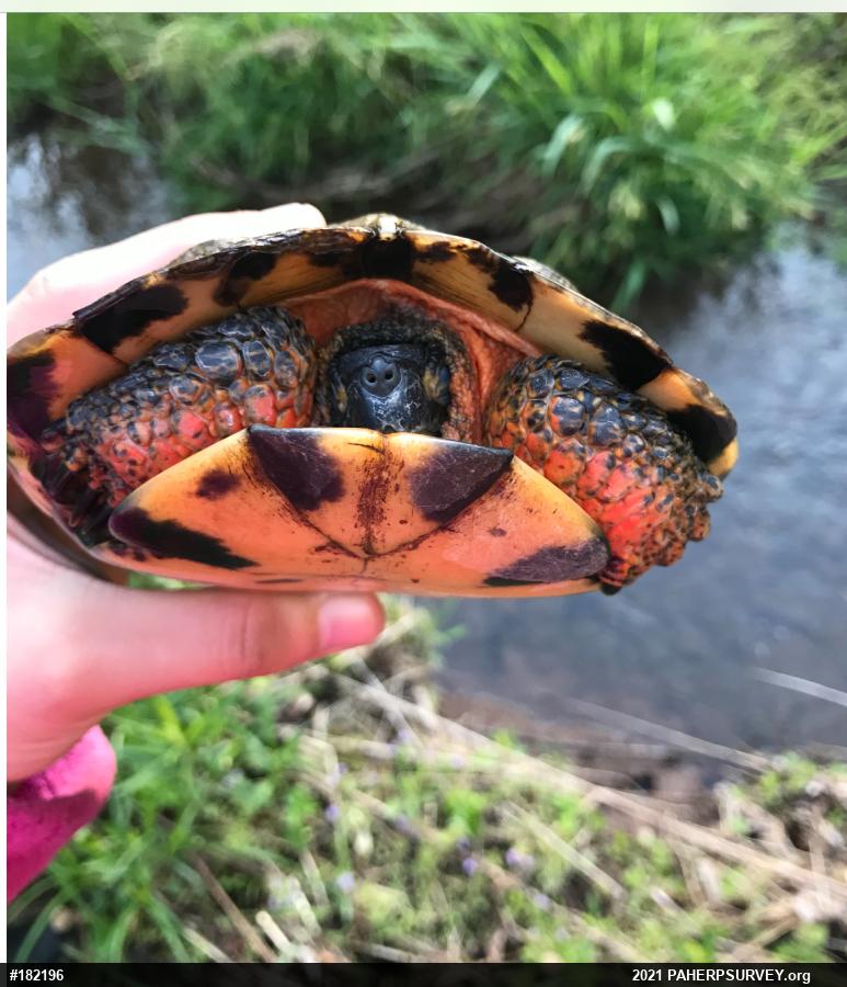 Wood Turtle