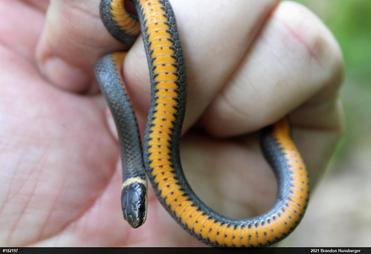 Northern Ring-necked Snake