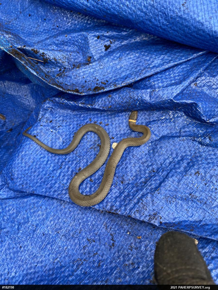 Northern Ring-necked Snake