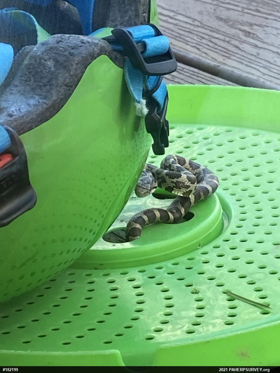 Eastern Ratsnake