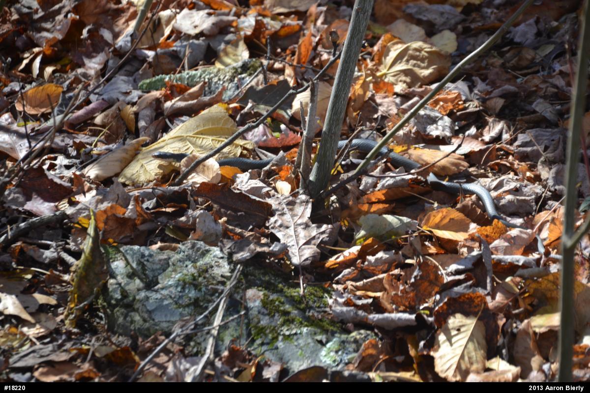 Northern Black Racer