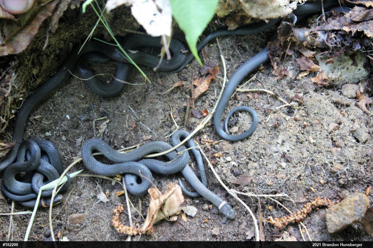 Northern Ring-necked Snake