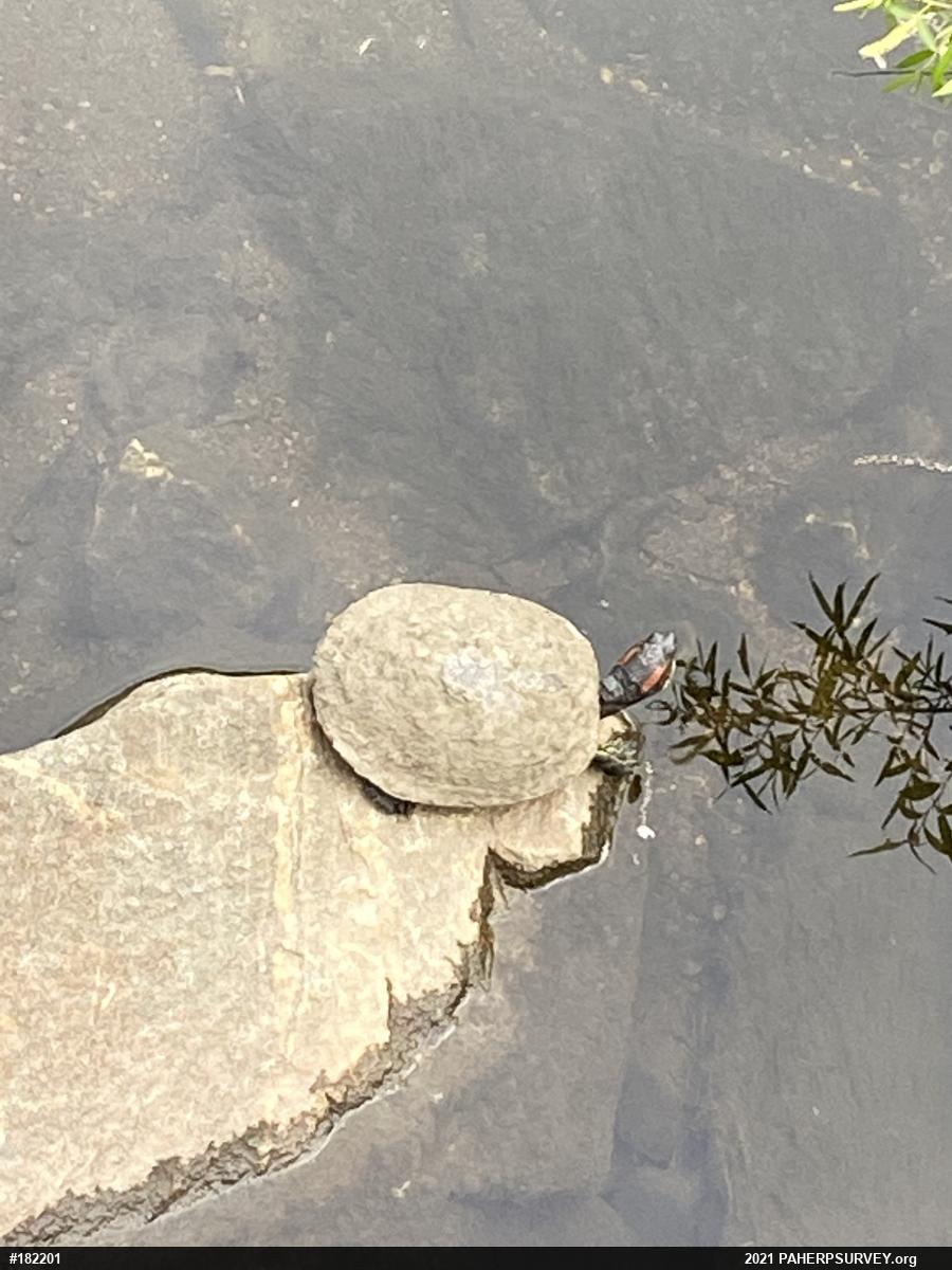 Red-eared Slider