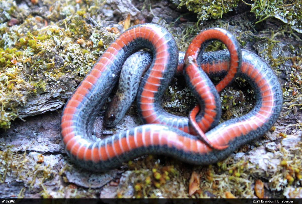 Red-bellied Snake