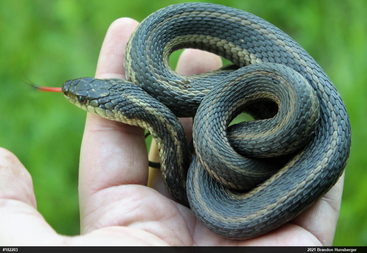 Eastern Gartersnake