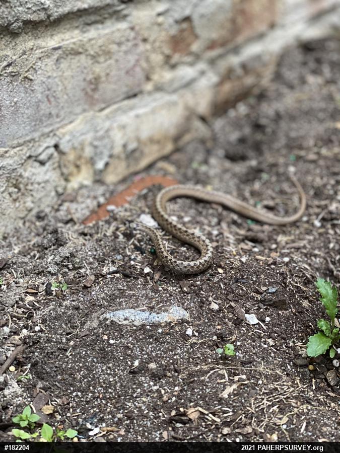 Dekay's Brownsnake