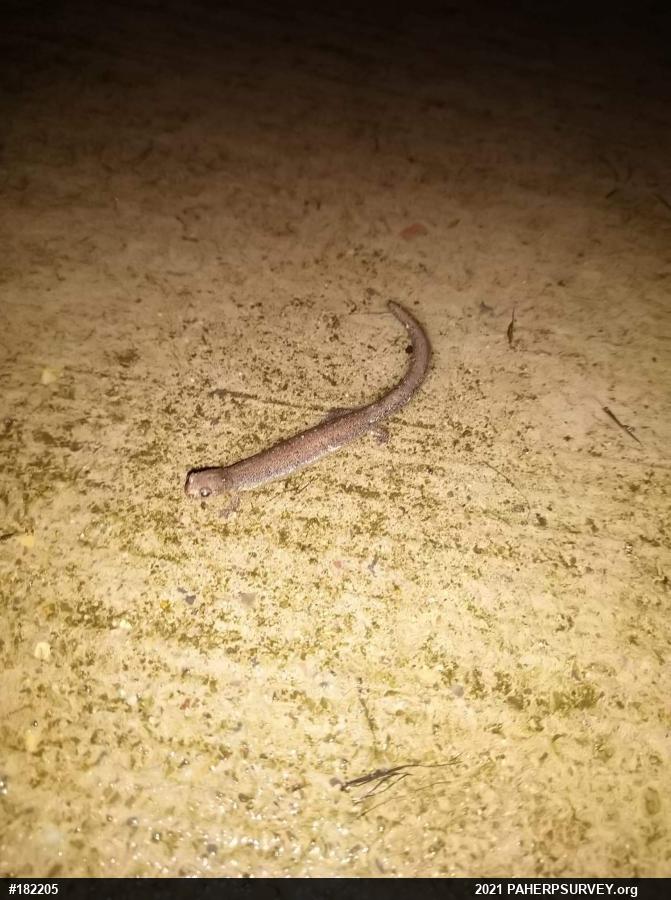 Woodland Salamanders