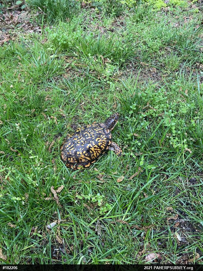 Eastern Box Turtle