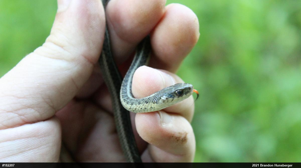 Eastern Gartersnake