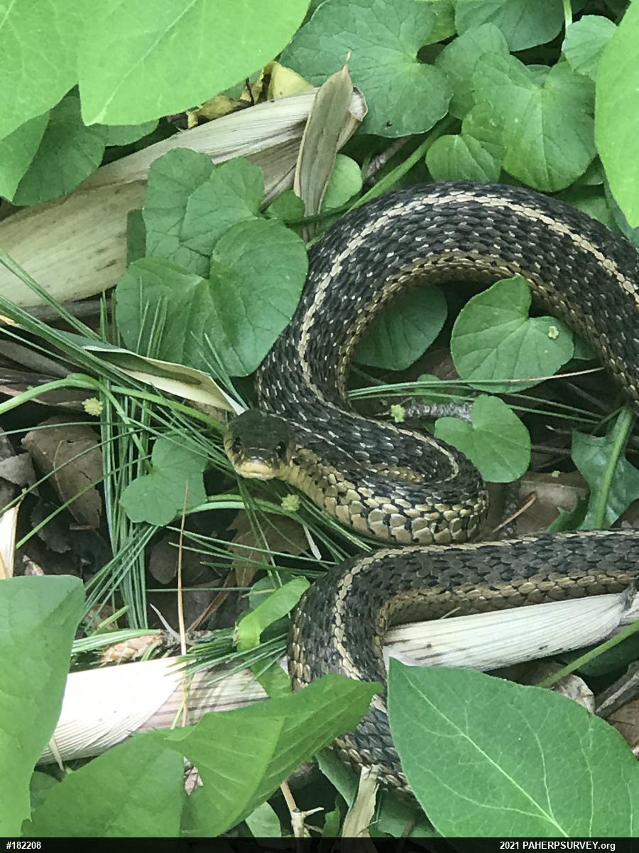 Eastern Gartersnake