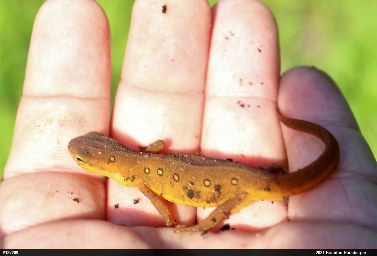 Red-spotted Newt