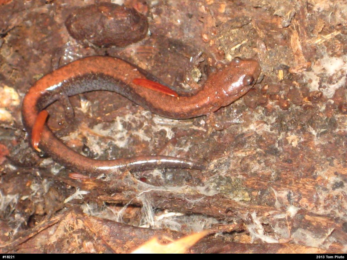 Eastern Red-backed  Salamander