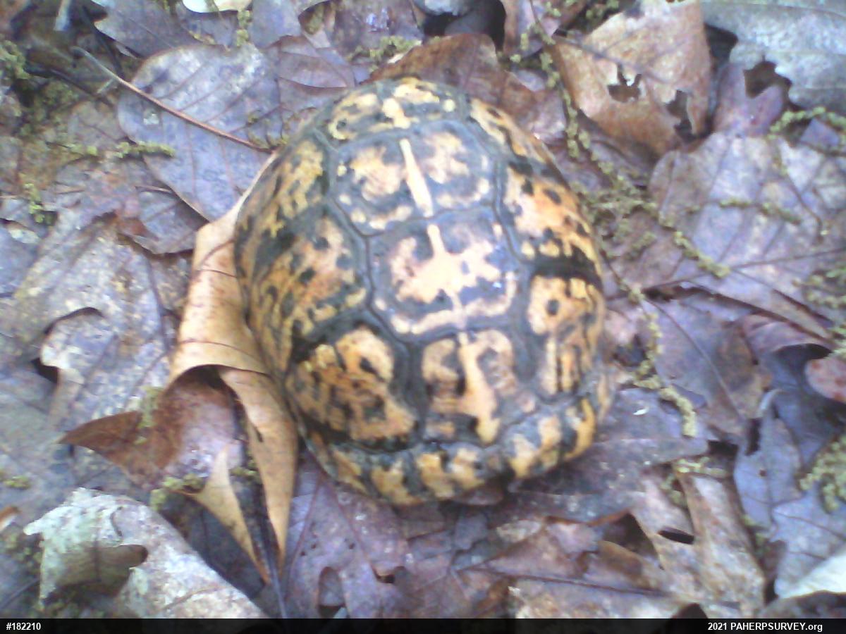 Eastern Box Turtle