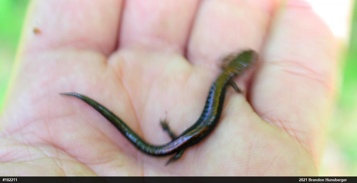 Eastern Red-backed  Salamander