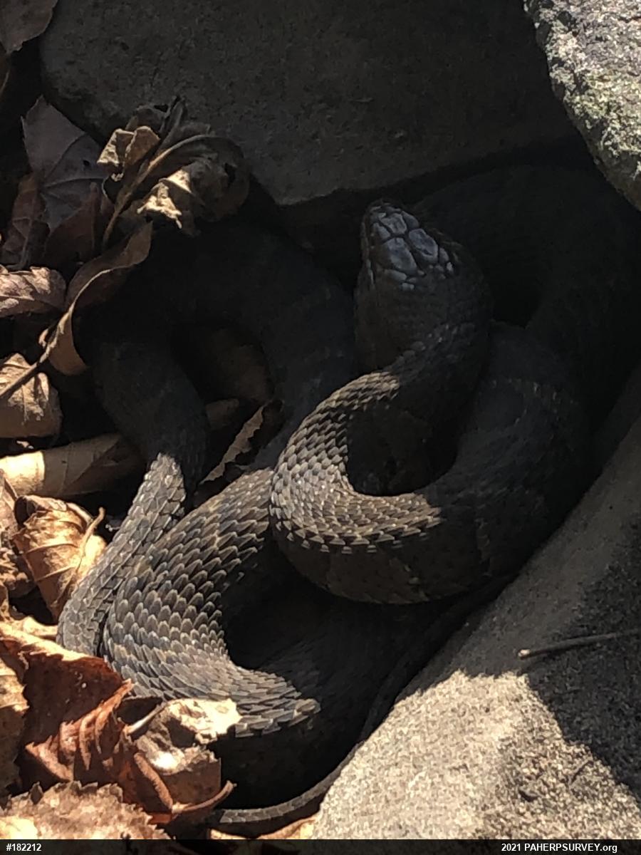 Northern Watersnake