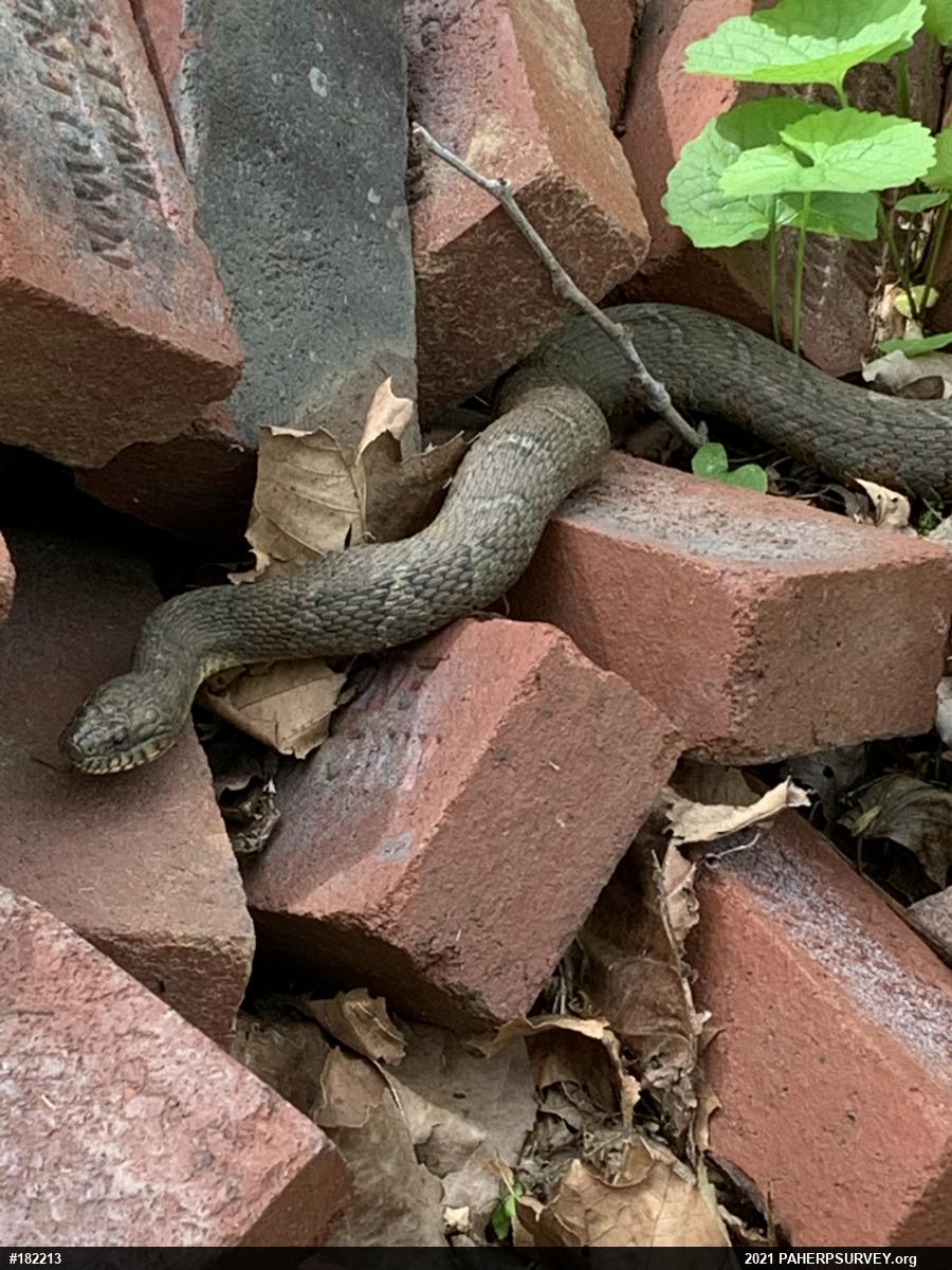 Northern Watersnake