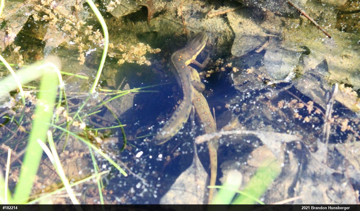 Red-spotted Newt