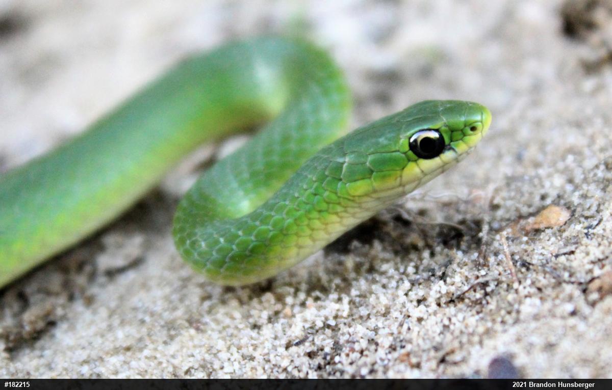 Smooth Greensnake