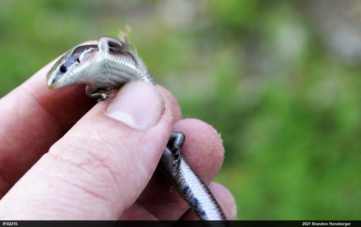 Northern Coal Skink