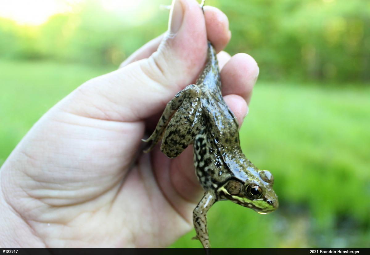 Green Frog