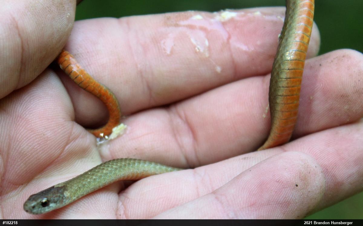 Red-bellied Snake