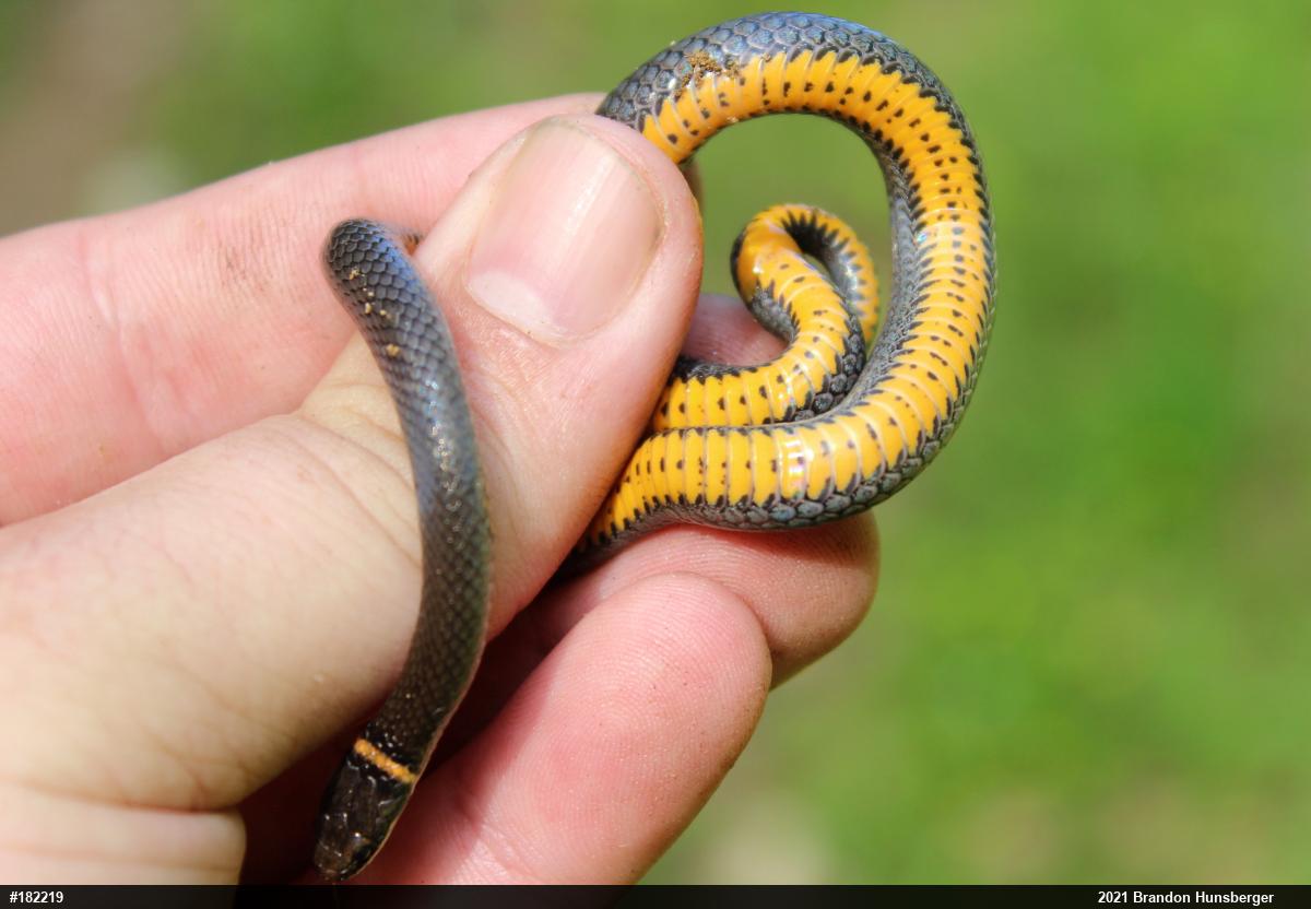 Northern Ring-necked Snake
