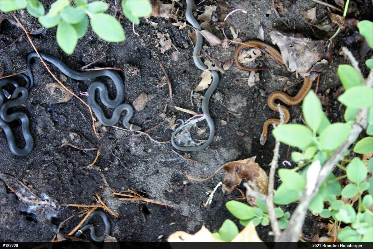 Northern Ring-necked Snake